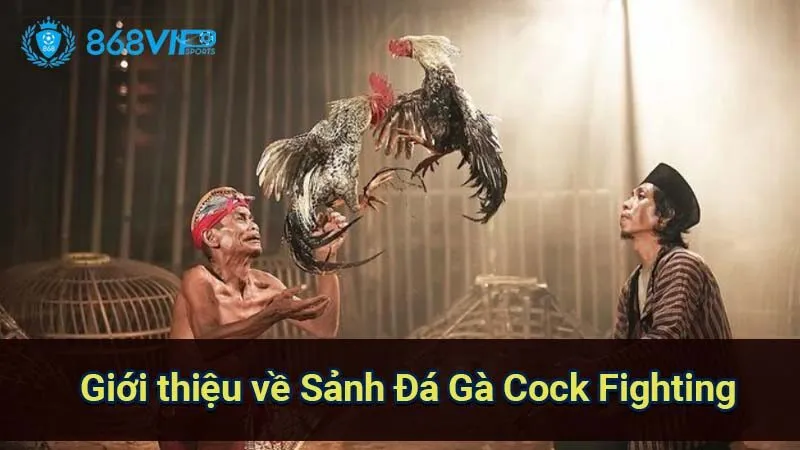 gioi-thieu-ve-sanh-da-ga-cock-fighting