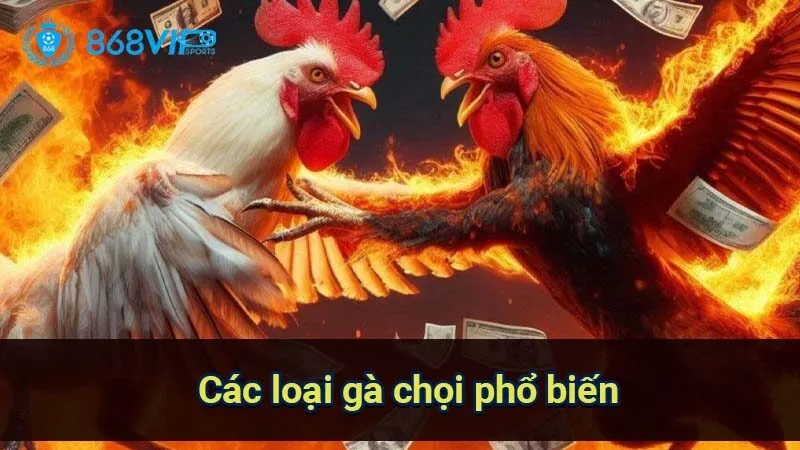 cac-loai-ga-choi-pho-bien