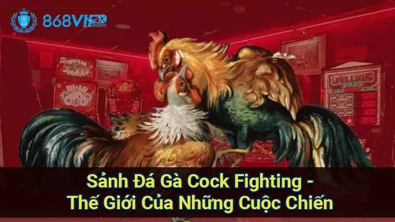 sanh-da-ga-cock-fighting