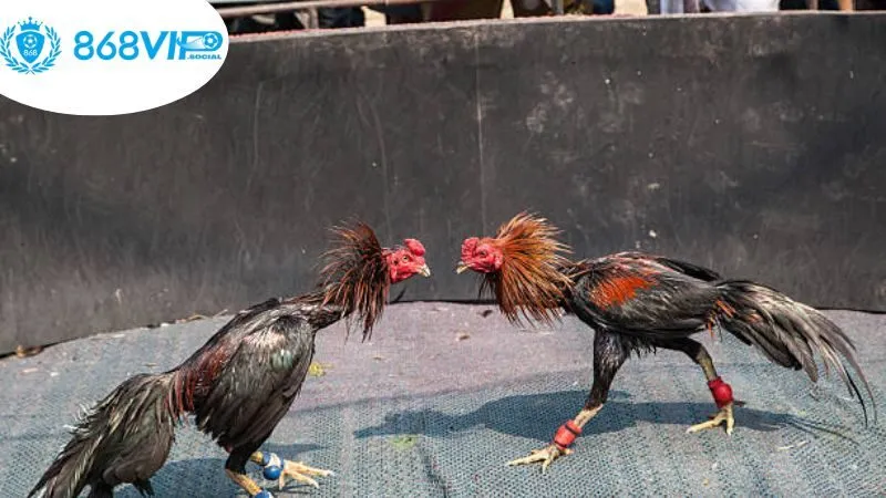 tai-sao-chon-da-ga-868vip-cho-cac-trai-nghiem-truc-tuyen?