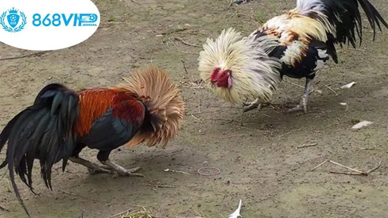 cac-loai-hinh-ca-cuoc-co-mat-tai-san-choi-da-ga-868vip