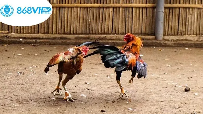 quy-trinh-dat-cuoc-trong-nhung-tran-dau-da-ga-truc-tuyen